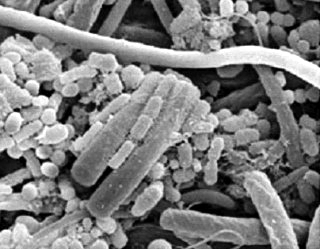 Microbioma intestinal, la importancia de un puñado de bacterias