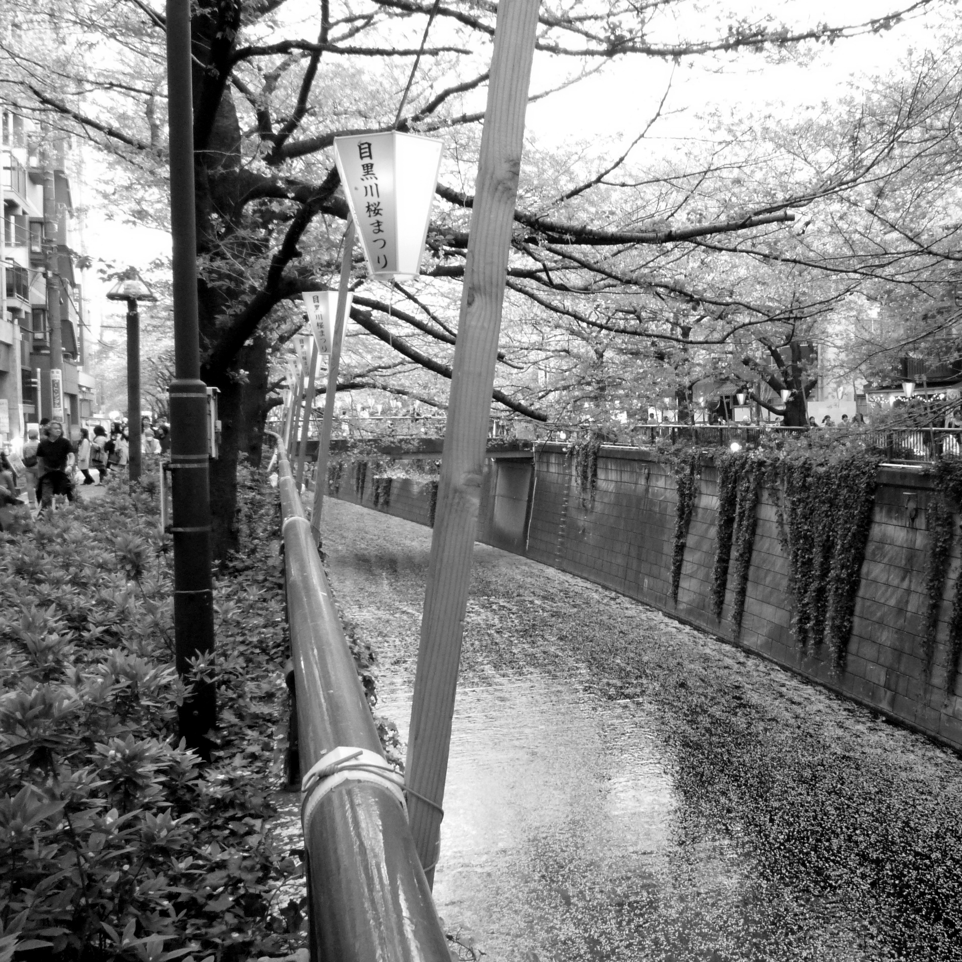 Tokyo: Nakameguro durante el sakura