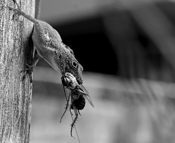 De la vida de las cucarachas. Un tratado entomológico-apocalíptico sobre los bichos negros que heredarán el mundo