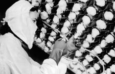 Manufacturing the new wonder drug, penicillin. The Pharmaceutical worked inoculates a sterile culture with seed spores of penicillium notatum. After 10 days the pennicillin fungus is frozen as a liquid, then reduced to dry powder. May 1944. (CSU_ALPHA_1097) CSU Archives/Everett Collection