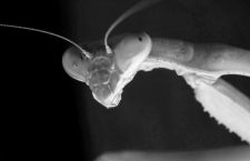 Mantis: vida, muerte y sexo caníbal del alien de los arbustos