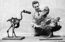 Un esqueleto y una reproducción del dodo en el Museo Nacional de Gales, 1938. Fotografía: Getty.