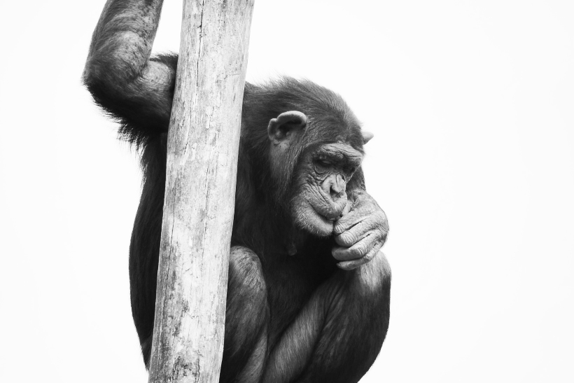 Un chimpancé en cautividad